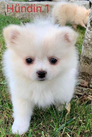 Pomerian/Zwergspitz Welpen