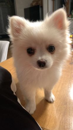 Pomchi Welpe
