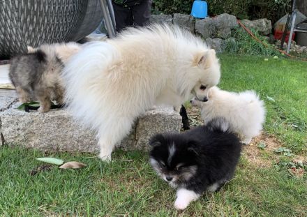 Pomchi Welpe
