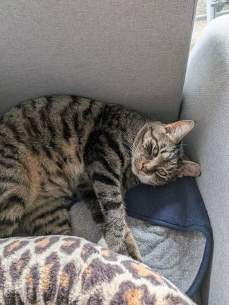 Kater Charly anzugeben
