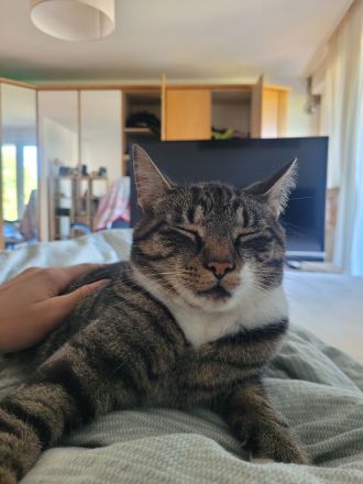 Kater Charly anzugeben
