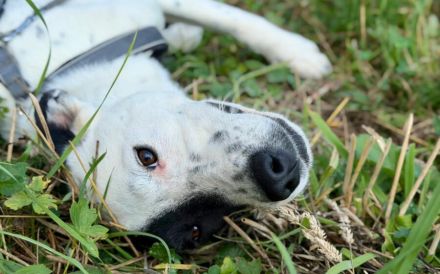 Sportliche und liebenswerte Merope sucht Familienanschluss