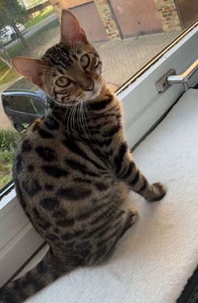 Kira- wunderschöne Bengalin sucht ein Für-Immer-Zuhause