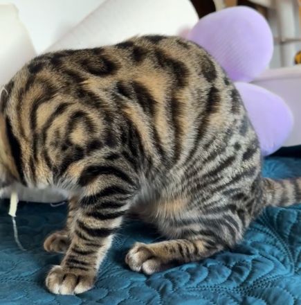 Bengal-Mix Mädchen sucht ein Zuhause