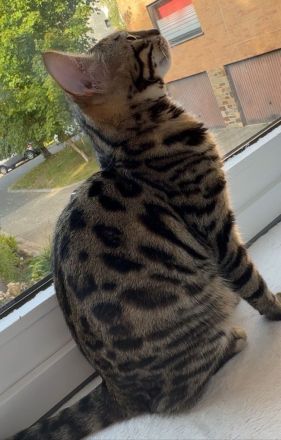 Kira- wunderschöne Bengalin sucht ein Für-Immer-Zuhause