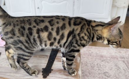 Kira - Bengal Mädchen sucht ein für-immer-Zuhause