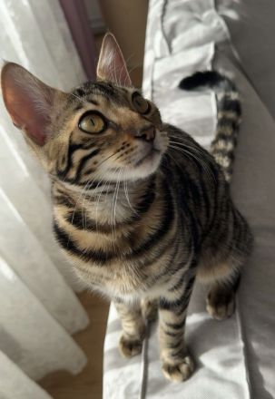 Kira - Bengal Mädchen sucht ein für-immer-Zuhause