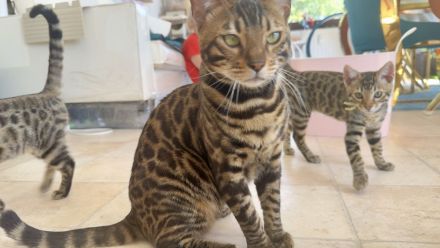 Bengal-Mix Mädchen sucht ein Zuhause
