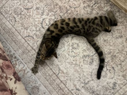 Bengal-Mix Mädchen sucht ein Zuhause