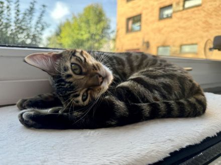 Kira- wunderschöne Bengalin sucht ein Für-Immer-Zuhause