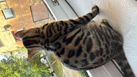 Kira- wunderschöne Bengalin sucht ein Für-Immer-Zuhause