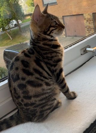 Kira- wunderschöne Bengalin sucht ein Für-Immer-Zuhause