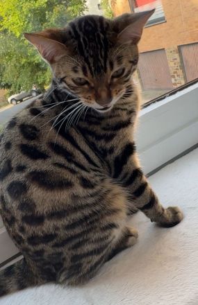 Kira- wunderschöne Bengalin sucht ein Für-Immer-Zuhause