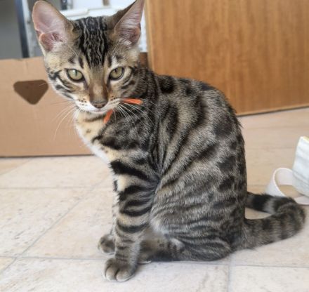 Bengal-Mix Mädchen sucht ein Zuhause