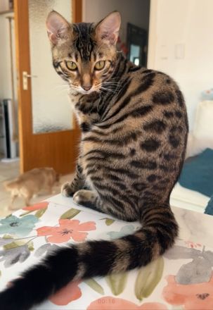 Bengal-Mix Mädchen sucht ein Zuhause