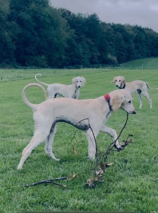 Zwei wunderschöne Saluki Welpen