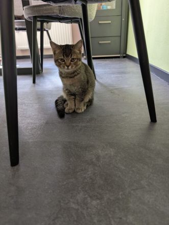 Bkh kitten weiblich