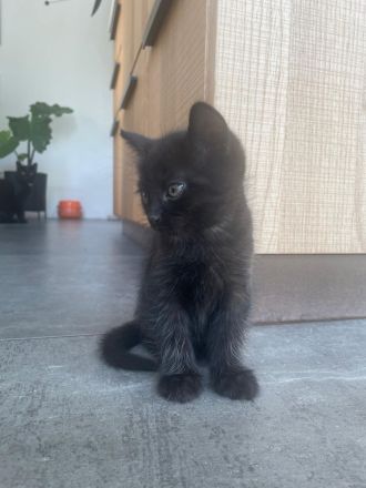 Kleine Hauskatzen suchen liebevolles Zuhause
