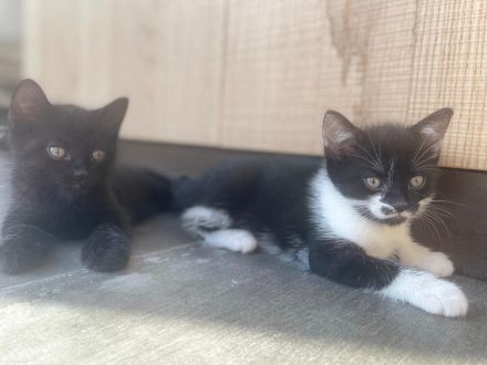 Kleine Hauskatzen suchen liebevolles Zuhause