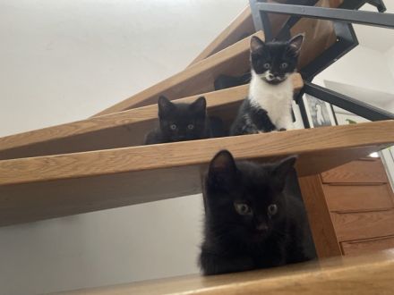 Kleine Hauskatzen suchen liebevolles Zuhause