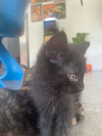 Kleine Hauskatzen suchen liebevolles Zuhause