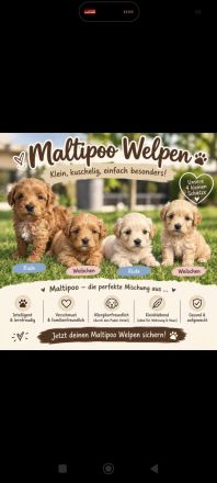 Maltipoo Welpen
