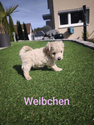 Maltipoo Welpen