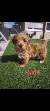Maltipoo Welpen