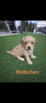 Maltipoo Welpen