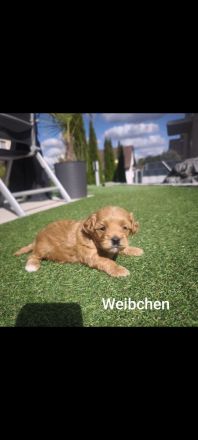 Maltipoo Welpen