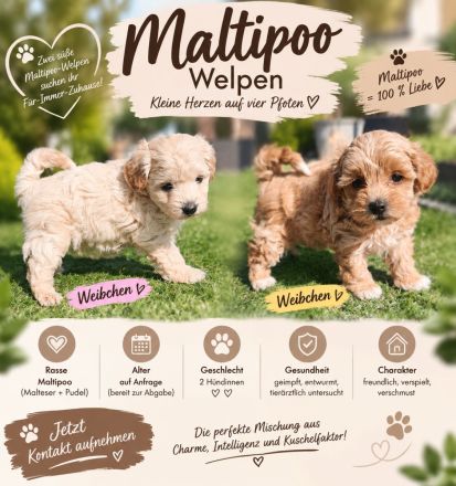 Maltipoo Welpen