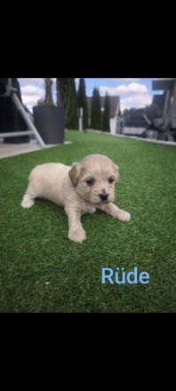 Maltipoo Welpen