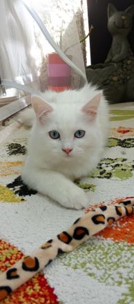 Zuckersüßes Perser-Ragdoll-Mix-Mädchen sucht ein liebevolles Zuhause!