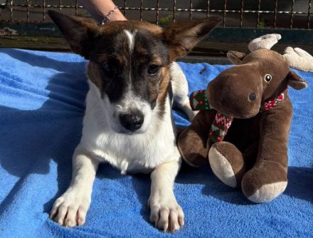 Tiara, kleines Welpenmädchen sucht liebevolles Zuhause, 4M, 31cm