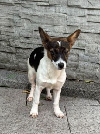 Tiara, kleines Welpenmädchen sucht liebevolles Zuhause, 4M, 31cm