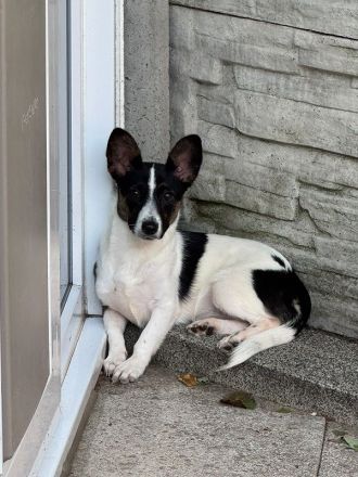 Tilly, kleines Hundemädchen sucht liebevolles Zuhause, 5M, 31cm