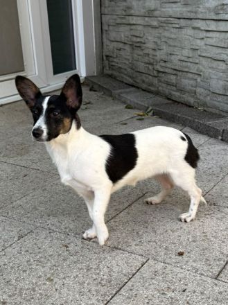Tilly, kleines Hundemädchen sucht liebevolles Zuhause, 5M, 31cm