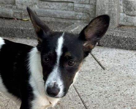 Tilly, kleines Hundemädchen sucht liebevolles Zuhause, 5M, 31cm