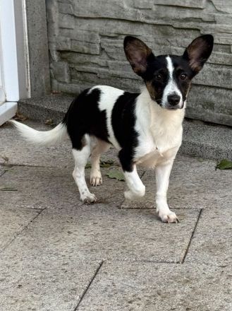 Tilly, kleines Hundemädchen sucht liebevolles Zuhause, 5M, 31cm