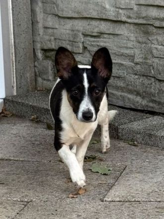 Tilly, kleines Hundemädchen sucht liebevolles Zuhause, 5M, 31cm