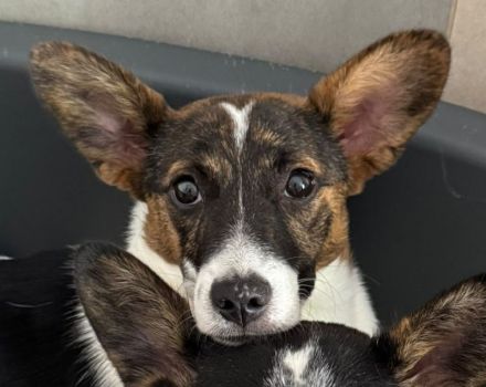 Tiara, kleines Welpenmädchen sucht liebevolles Zuhause, 4M, 31cm