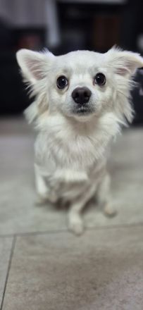 Spitz Chihuahua Mix Super lieb