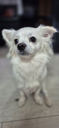 Spitz Chihuahua Mix Super lieb
