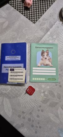 Spitz Chihuahua Mix Super lieb