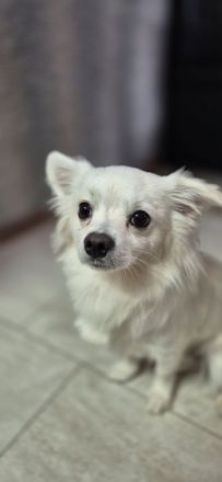 Spitz Chihuahua Mix Super lieb