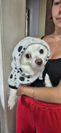 Spitz Chihuahua Mix Super lieb