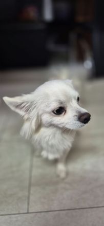 Spitz Chihuahua Mix Super lieb