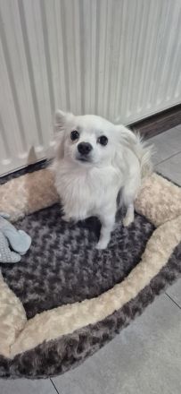 Spitz Chihuahua Mix Super lieb