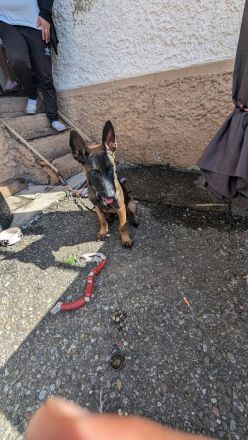 Belgischer Schäferhund Malinois – 4 Monate alter Rüde