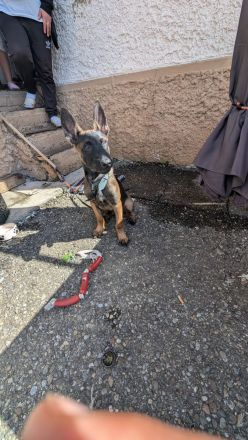 Belgischer Schäferhund Malinois – 4 Monate alter Rüde